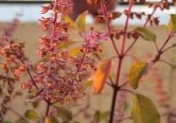 Ayurveda_ja_pyha-basilika