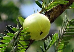 Ayurvedinen amalaki eli amla