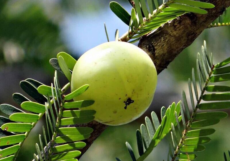 Ayurvedinen amalaki eli amla Ayurvedinen amalaki eli amla