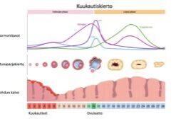 Kuukautiskierto-ja-ayurveda