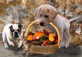 animals-2829373__340 (kopio)