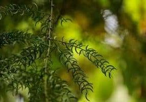 Uutuustuote esittelyssä: Shatavari