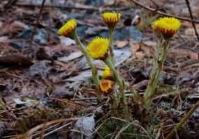 coltsfoot-1365451_1280