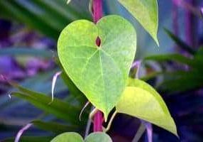 heart-leaved-moonseed-1200x800