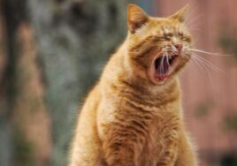 kevätväsymys-ja-ayurveda