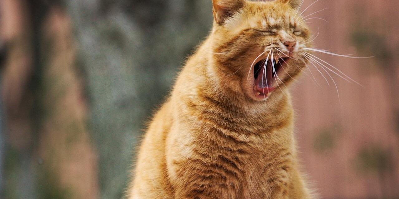 kevätväsymys-ja-ayurveda