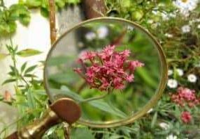 magnifying-glass-3714543_1920